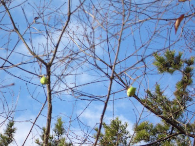 薄手火蛾（ウスタビガ）の繭