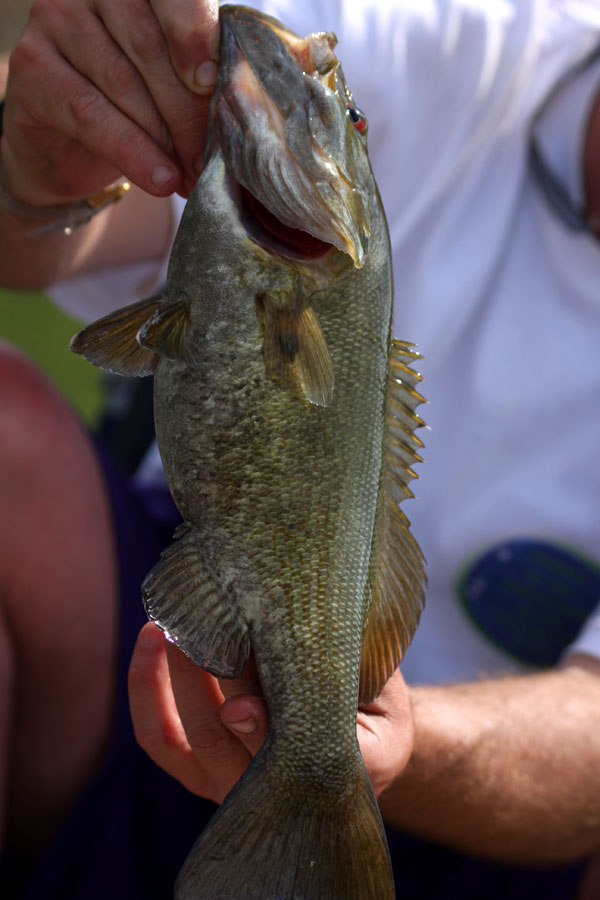 [09-apr-fish.jpg]