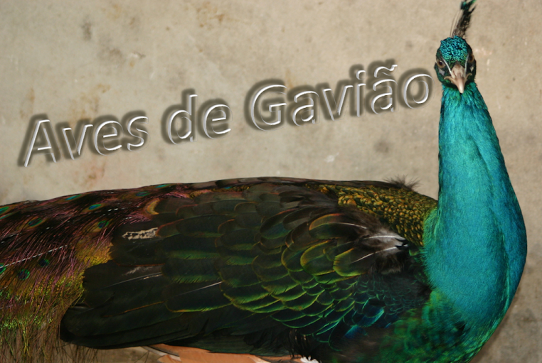 Aves de Gavião