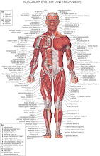 sistema muscular anterior