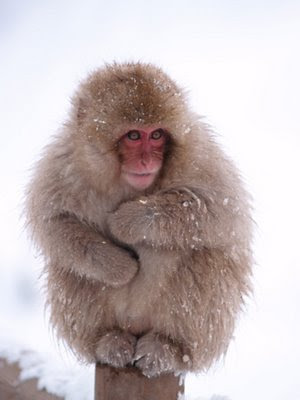 Snow+Macaque.jpg