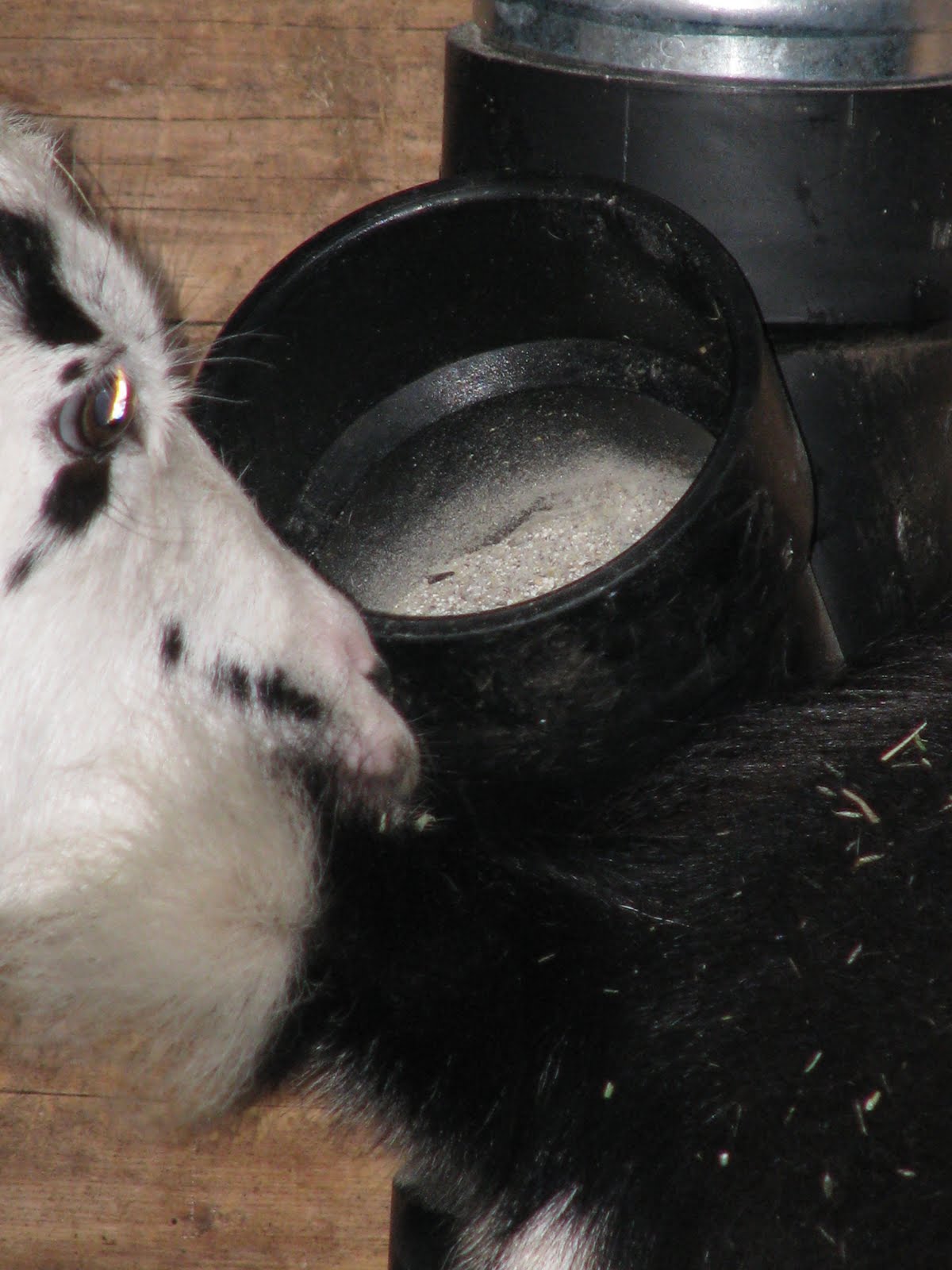 Beyond The Sidewalks Goat Minerals