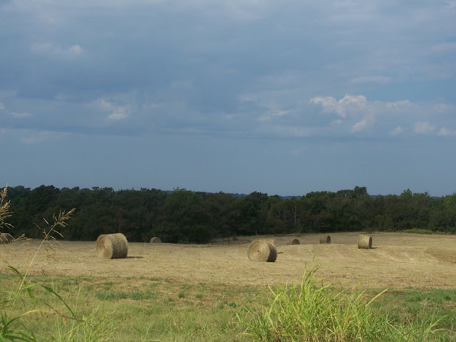 A newly-cut hayfield dotted with round bales of hay.