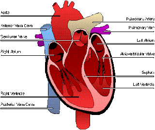 hearts.: Diagram
