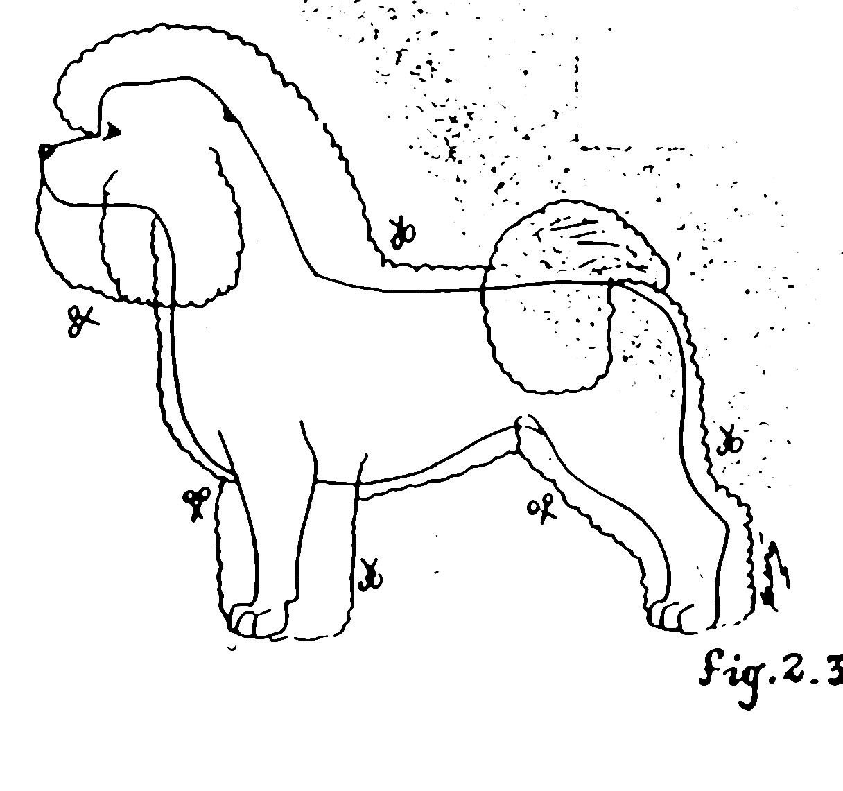 maltese coloring pages - photo #33