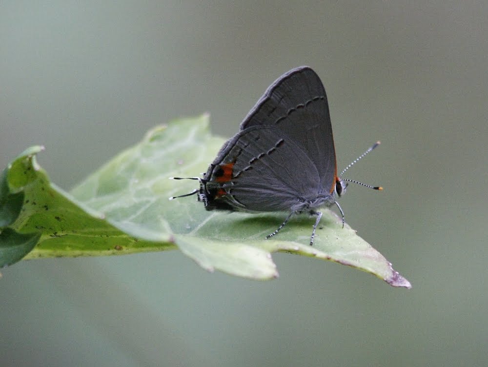 Birding Berrien and Beyond Butterflies of Virginia