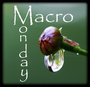 [0+macro+mon+copy.jpg]