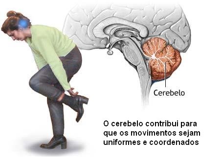 O mamífero: Sistema nervoso - Movimentos voluntarios e involuntarios