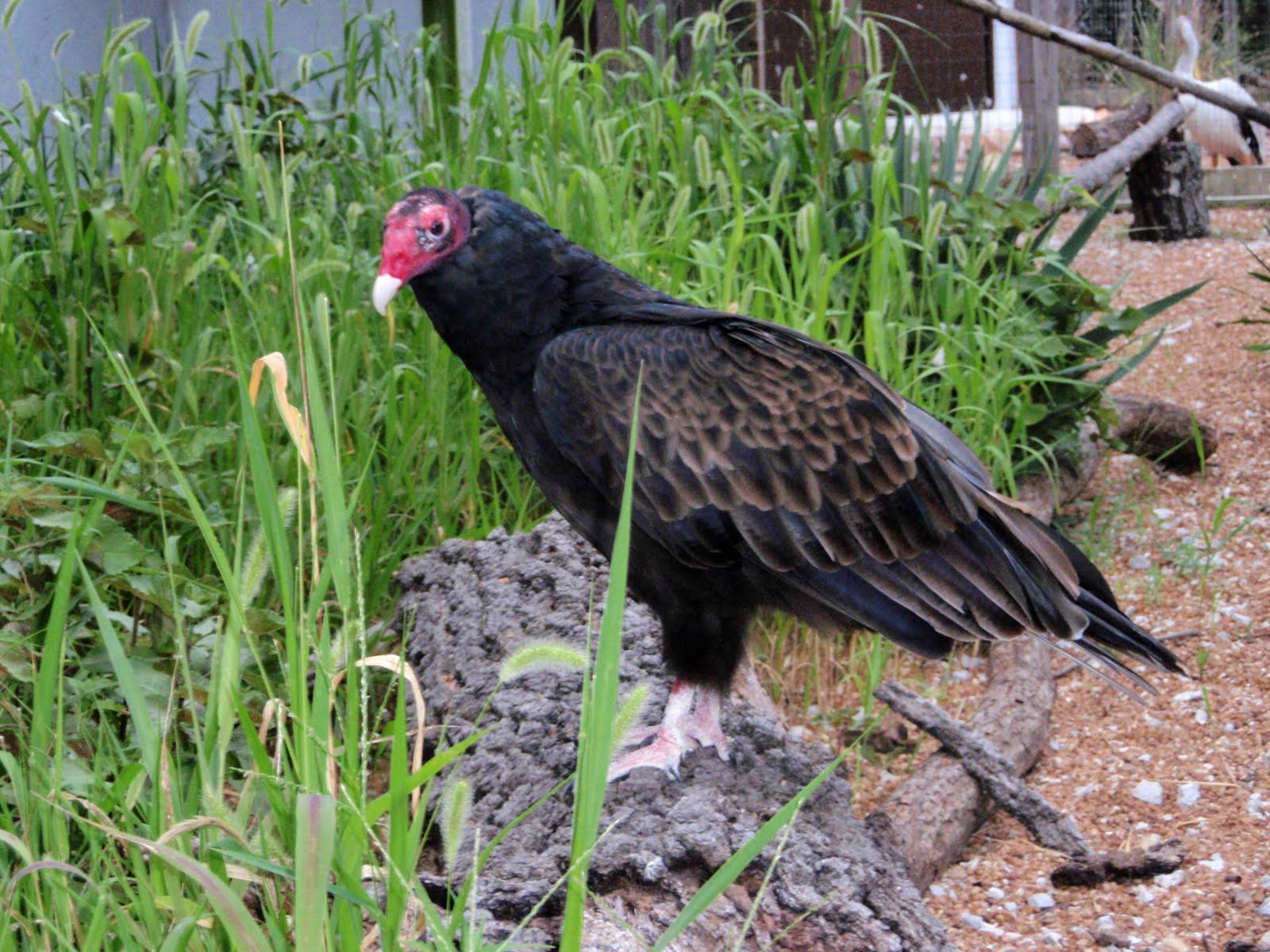 World Bird Sanctuary International Vulture Awareness Day