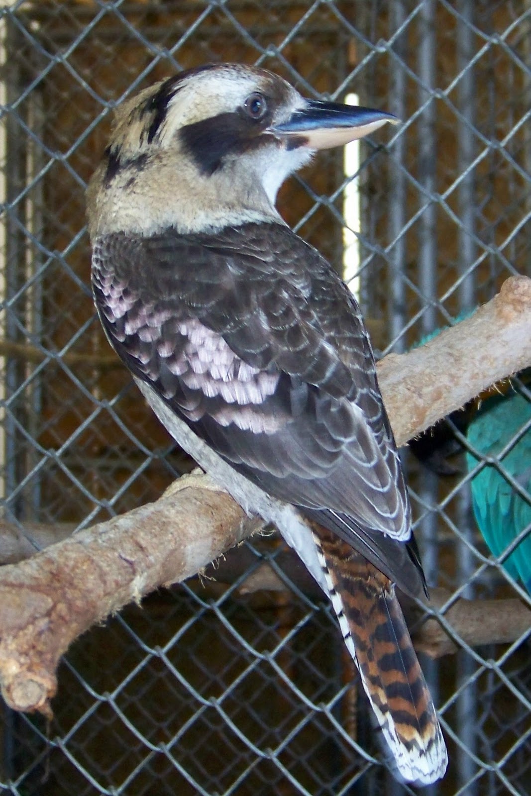 World Bird Sanctuary The Laughing Kookaburra