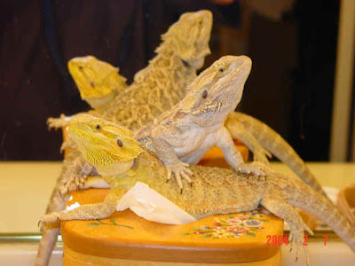 hypo-pastel-bearded-dragon-3