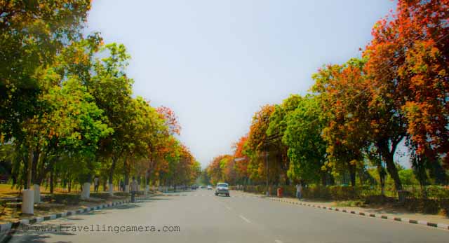 Spring Colors around Clean Roades of Chandigarh: Recently I was there in Chandigarh to attend a marriage. One of my friends in Chadigarh had bought Tata Nano and we planned to have a round from Mohali to Sukhna Lake. Here are few Photographs of Chandigarh City... I loved these colors and still missing cool breeze of Chandigarh in month of April...: Posted by VJ on PHOTO JOURNEY @ www.travellingcamera.com : VJ, ripple, Vijay Kumar Sharma, ripple4photography, Frozen Moments, photographs, Photography, ripple (VJ), VJ, Ripple (VJ) Photography, VJ-Photography, Capture Present for Future, Freeze Present for Future, ripple (VJ) Photographs , VJ Photographs, Ripple (VJ) Photography : Colorful Trees inside Punjab University Campus. This road is inside PU campus... U can notice no divider in this road...