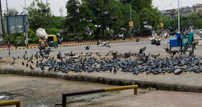 Pigeons near inner circle of Cannaught Place