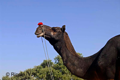 Posted by Ripple (VJ) :  Pushkar Camel Fair 2008 : Black Camel @ Pushkar Camel fair 2008