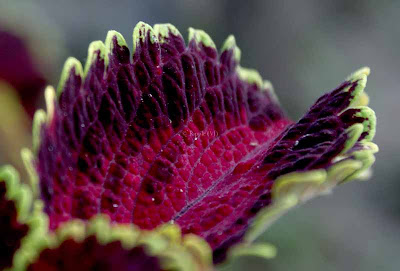 Posted by Ripple (VJ) : Corbett National Park : Colorful Leaf...
