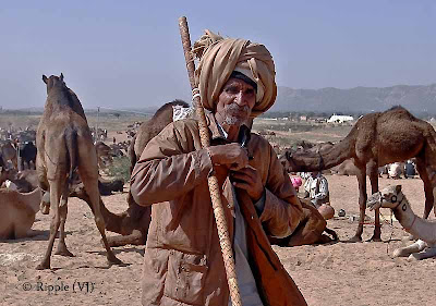 Posted by Ripple (VJ) : Padharo Mhare Desh : Rajasthan, INDIA : A Camel Tamer in the Pushkar Fair