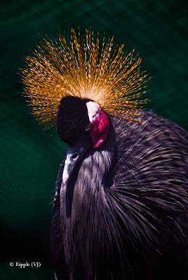 Posted by Ripple (VJ) ; Colorful Birds @ Delhi Zoo : Black Crowned Crane