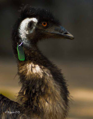 Posted by Ripple (VJ) : Delhi Zoo Revisited : An emu with a tracking device (or so I assume) 