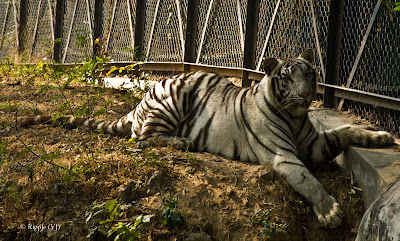 Posted by Ripple (VJ) : Delhi Zoo Revisited : Resting My Tired Paws - White Tiger 