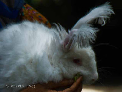Localites make a living out of giving the German Rabbits to Tourist. The Tourists pose with the German Rabbits. The Women and they collect Rs 5 to 10 for each posing with German Rabbit.: Posted by Ripple (VJ) : ripple, Vijay Kumar Sharma, ripple4photography, Frozen Moments, photographs, Photography, ripple (VJ), VJ, Ripple (VJ) Photography, Capture Present for Future, Freeze Present for Future, ripple (VJ) Photographs , VJ Photographs, Ripple (VJ) Photography :