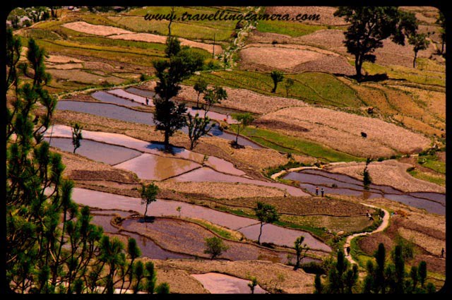Baijnath to Jogindernagar :: Travelling Camera heading towards World's famous place for Paragliding during its Long Road Journey in Himachal Pradesh: Posted by VJ Sharma at www.travellingcamera.com : Joginder Nagar is a town and a nagar-panchayat in Mandi district in the Indian state of Himachal Pradesh. Named after Raja Joginder Sen its terminal point of 163 km long Kangra Valley Narrow gauge railhead. Joginder Nagar is the only town in Asia to have 3 hydro-electric power stations and hence it is popularly known as The Electric City or The City of Powerhouses.Here is the next series of Photographs from Road Journey in Himachal Pradesh. Check out PART-1, PART-2, PART-3, PART-4, PART-5 and PART-6 of this journey before proceeding further...Wonderful highway to Jogindernagar.. from Baijnath...Amazing road, beautiful views, number of pine forests, green villages, high colorful mountains n lot of FUN...I don't remember this particular place and not sure if its shot between Baijnath and Jogindernagar or not... But roads on  the way are same...Narrow Gauge railway track which connects Jogindernagar with Pathankot...Pathankot-Jogindernagar narrow gause railway track near Baijnath...Kangra Valley toy-train links Pathankot and Jogindernagar which goes through a maze of hills and valleys by offering travellers amazing scenic view. The work for this rail-line started in 1926 mostly because of major thermal plants in this region. Three years later this 165 km. long route was opened to rail-traffic. The entire route commands beautiful views of nature and unveils Himachali culture. Colorful Paddy fields on the way to Jogindernagar from Baijnath...Jogindarnagar is at one corner of the Joginder Nagar Valley located in the north western ranges of the Himalayas. The city is situated at the north east corner of the valley surrounded by mountains on all sides.Travelling Camera capturing shiny clouds from moving car on the way to Jogindernagar in Himachal Pradesh....Travelling Camera capturing Toy train on the way to Jogindernagar... The surrounding mountains are covered with thick forests of Pine. Rhododendron (locally famous as Brah ka fool) and Deodar trees can be found at high altitude peaks...Joginder Nagar is a Zone V (Very High Damage Risk Zone) as per Earthquake hazard zoning of India. The after-effects of the earthquake of 1905 are still visible at nearby fort Kila Karanpur.