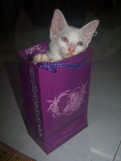 kucing nakal bernama gelap