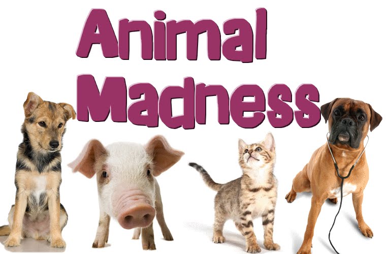Animal Madness
