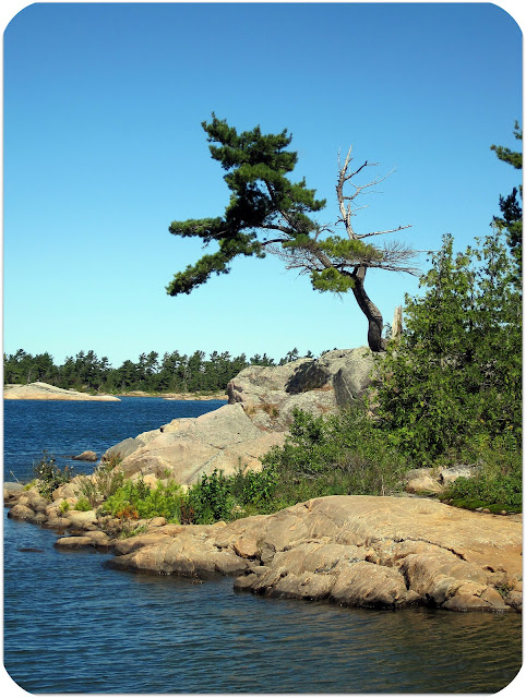 Sense and Simplicity: Friday Photo - The Windswept Pine