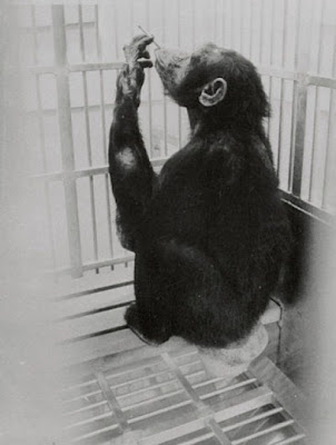 Funny Smoking Monkeys - The Fun Learning