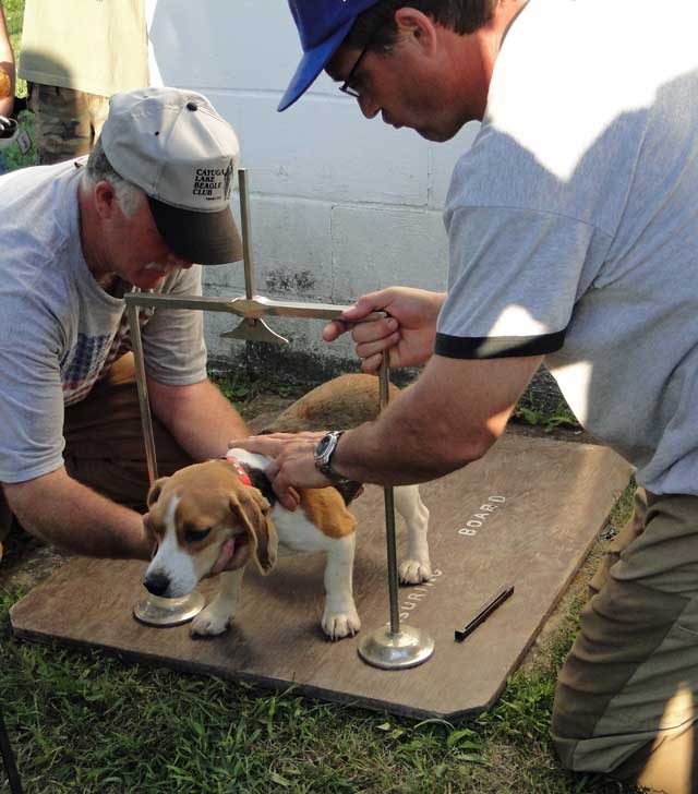 BORNTOTRACK BLOG Just Beagles! The New Scotland Beagle Club SPO Trial
