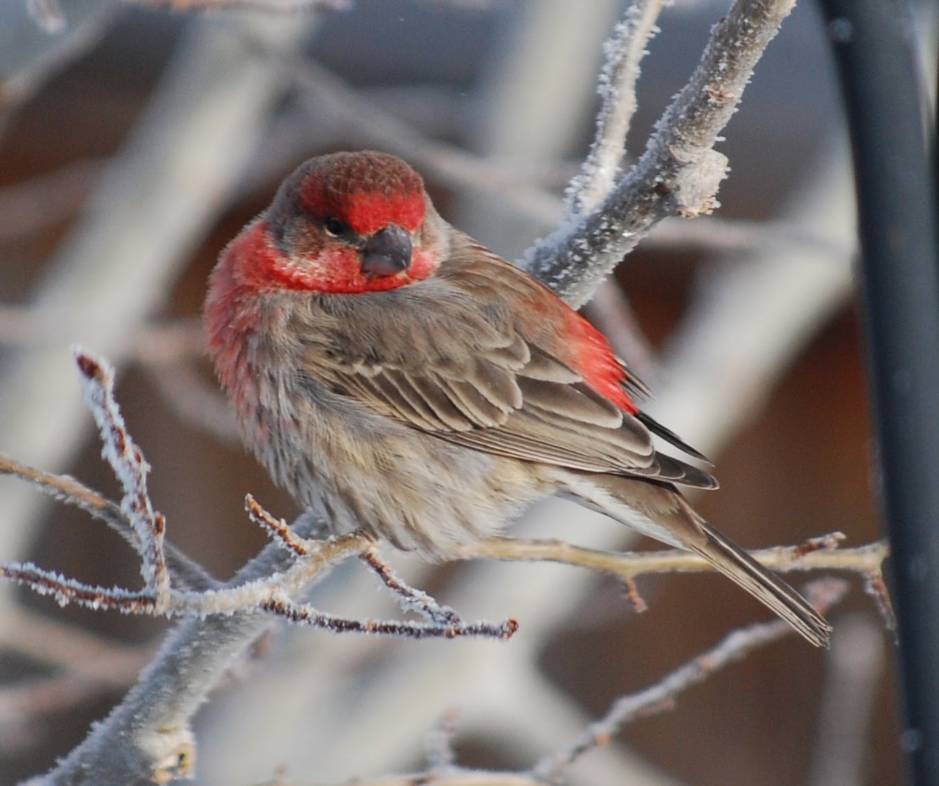 Our Bird Friends: House Finch (male)