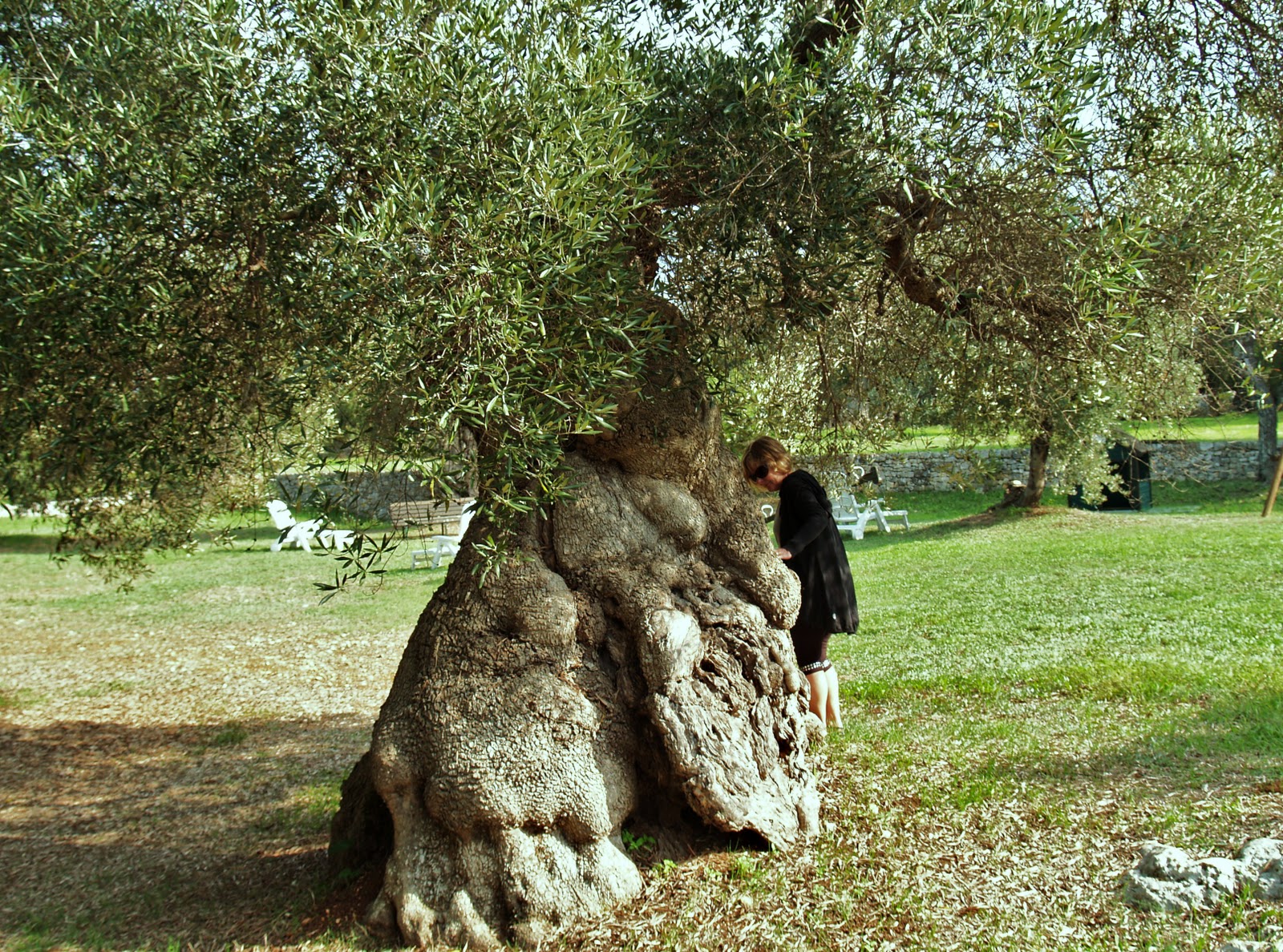 The Remarkable Olive Trees of Puglia