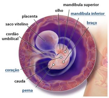 Minha foto com 6 semanas!! 15.10.2009