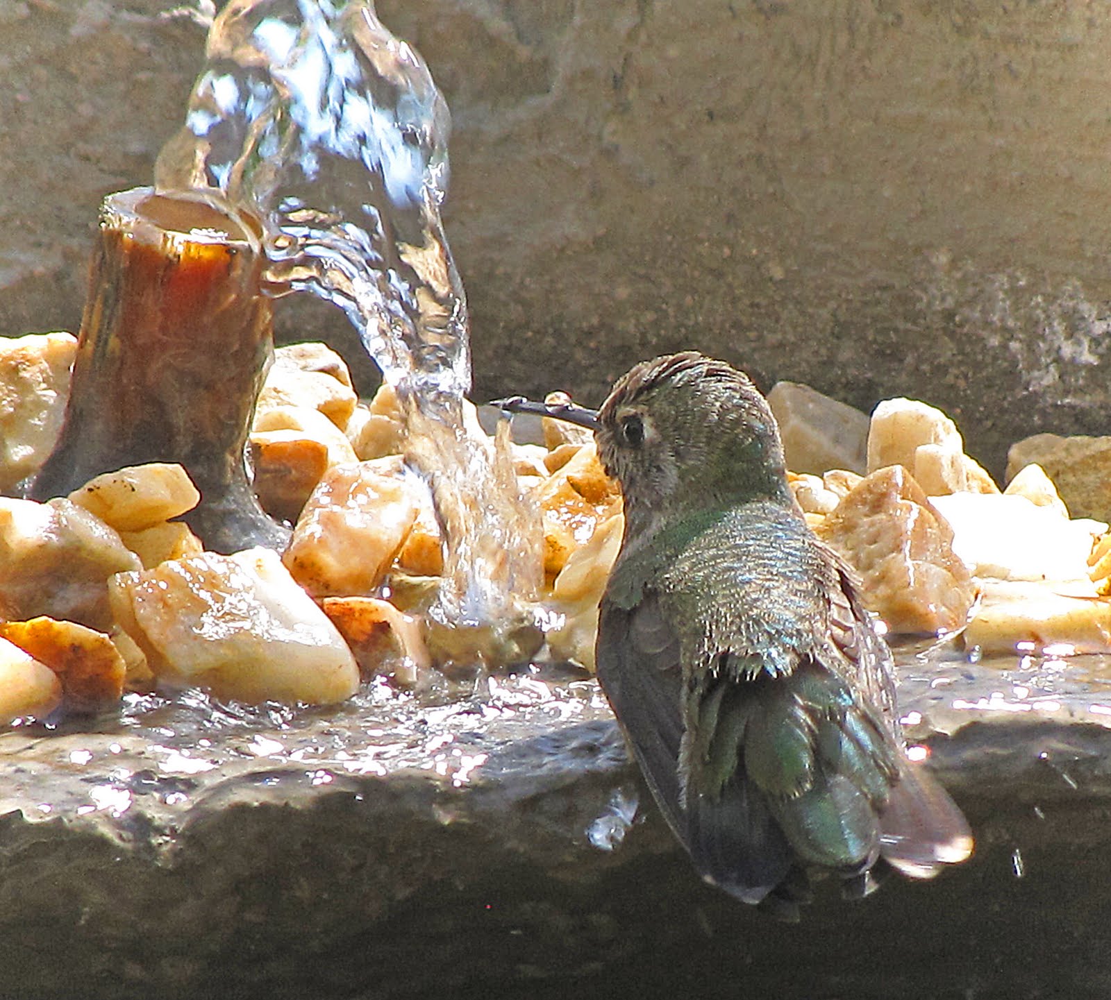 Nature As Is: For Mom...Hummingbirds Do Bathe