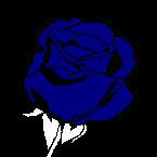 Blue Rose