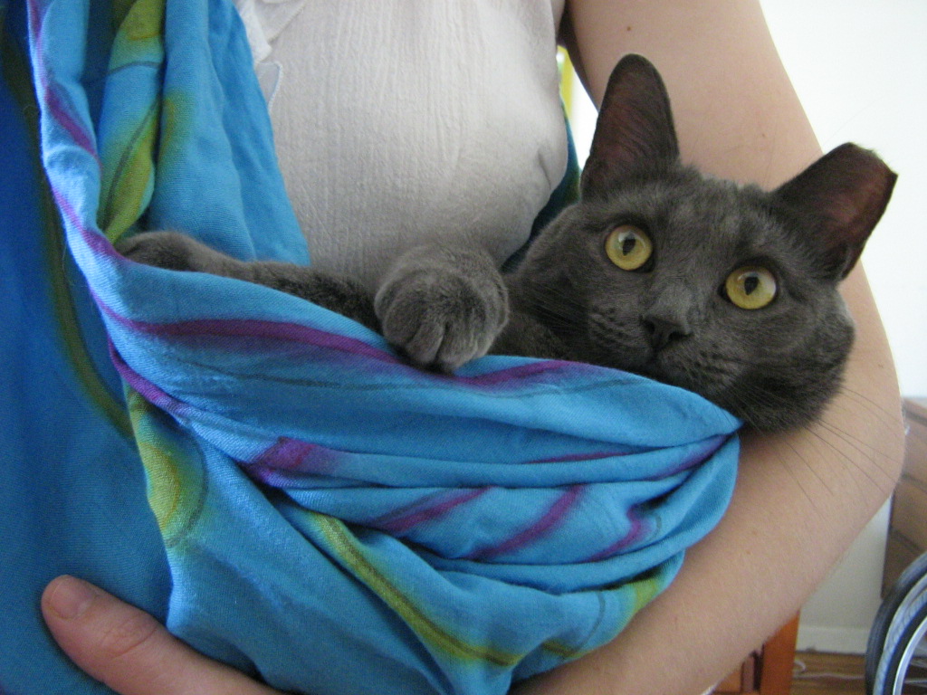 Sweetiepie Kitten Cat Cat sling