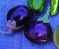 BERENGENAS DE MI HUERTO