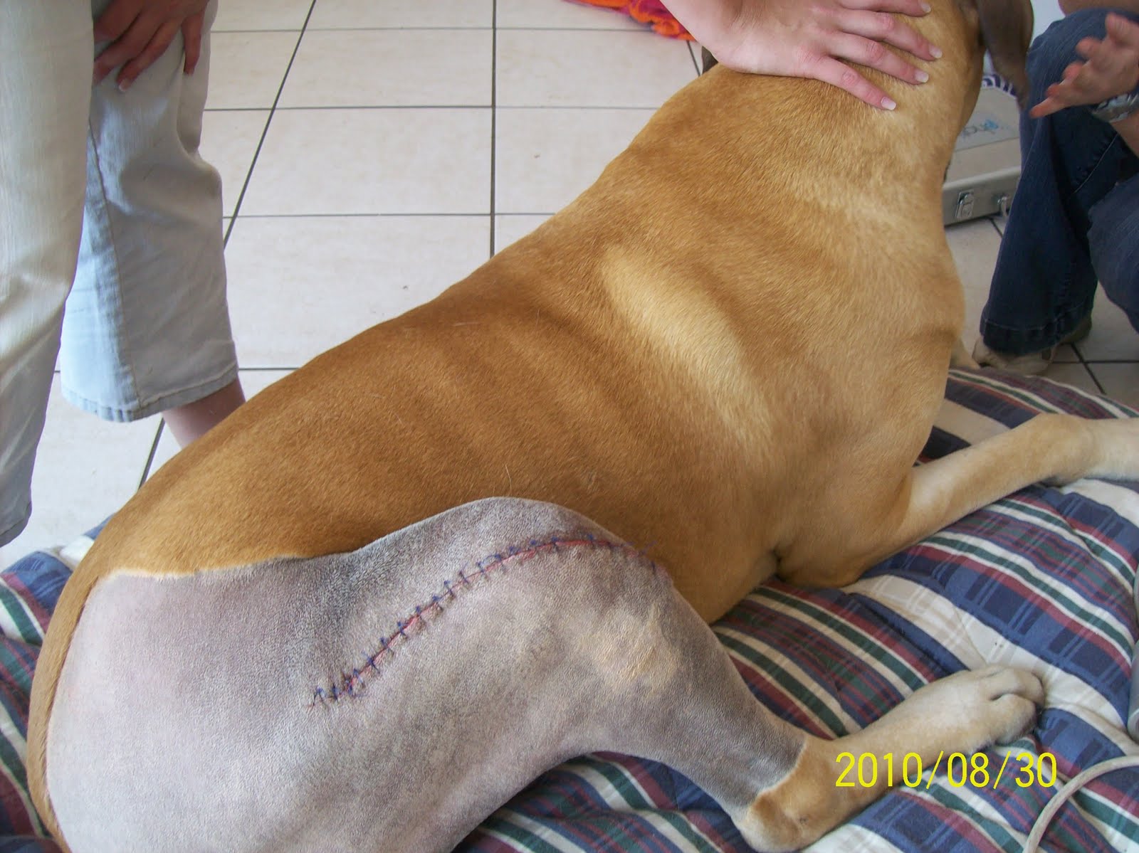 DARSHAN ANIMAL HYDRO September 2010