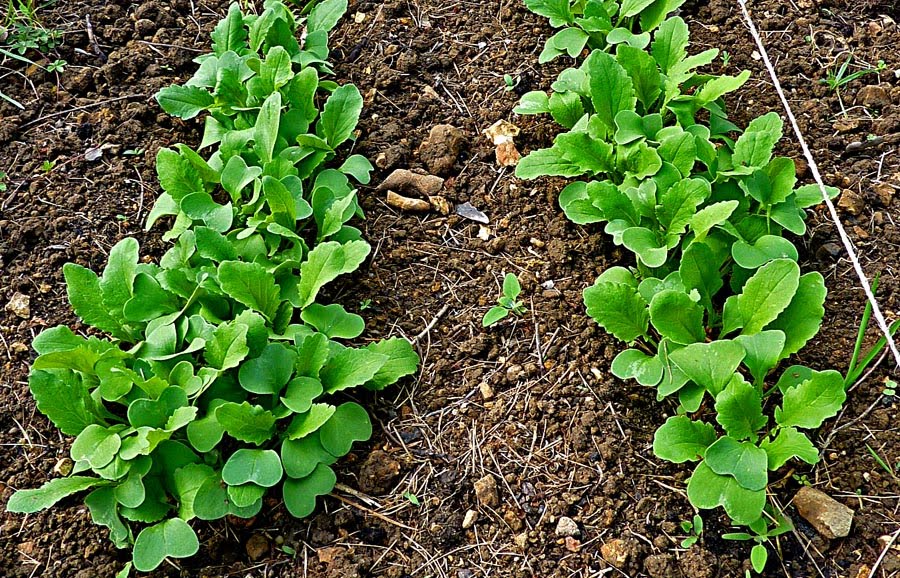 Living the life in SaintAignan What's growing?