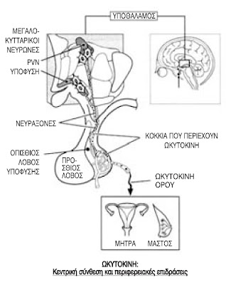 IRI BEYOND - Ωκυτοκίνη (oxytocin) – η ορμόνη τής αφοβίας, της φιλίας, τής αγκαλιάς. / Κορτιζολη – η ορμονη του φοβου, της επιθετικοτητας, της καταθλιψης.
