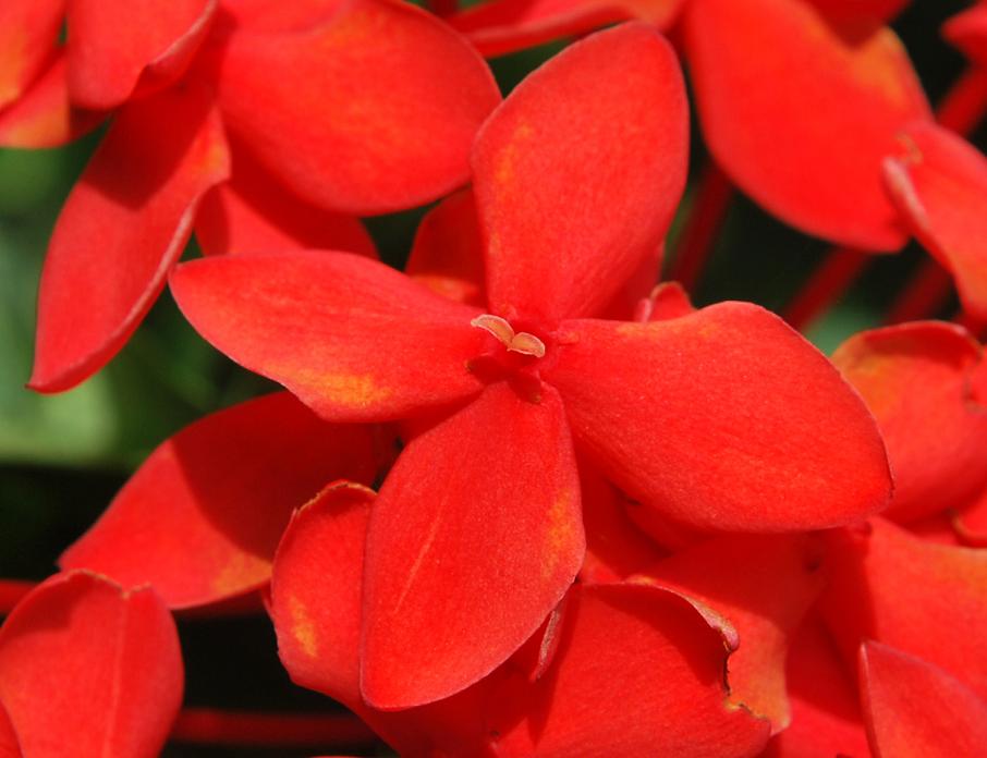 my sweet story: Layan gambar bunga