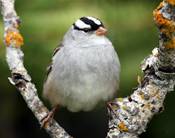 blind bird soup foto