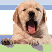 puppy-yawning.jpg