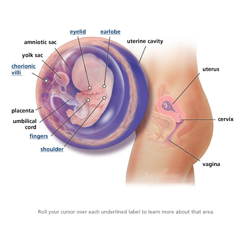 [index+9+weeks.jpg]