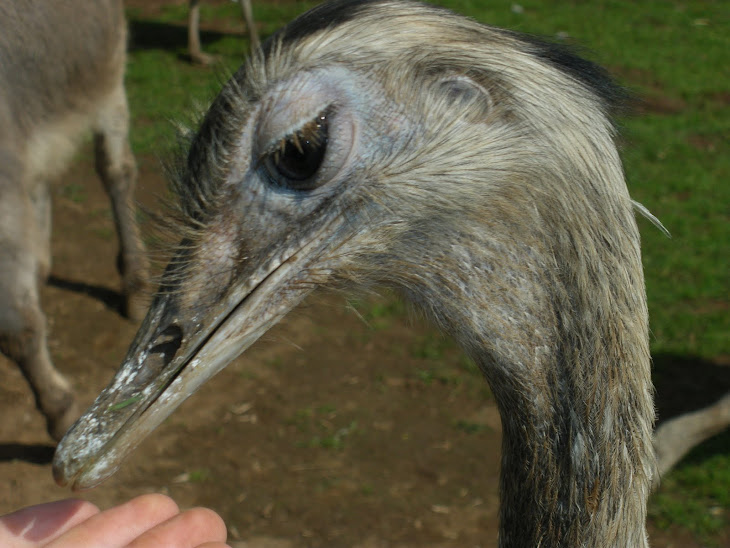 Nandu bei der Fütterung