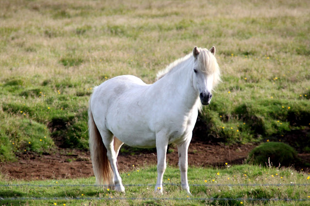 Cavallo islandese ad Hella