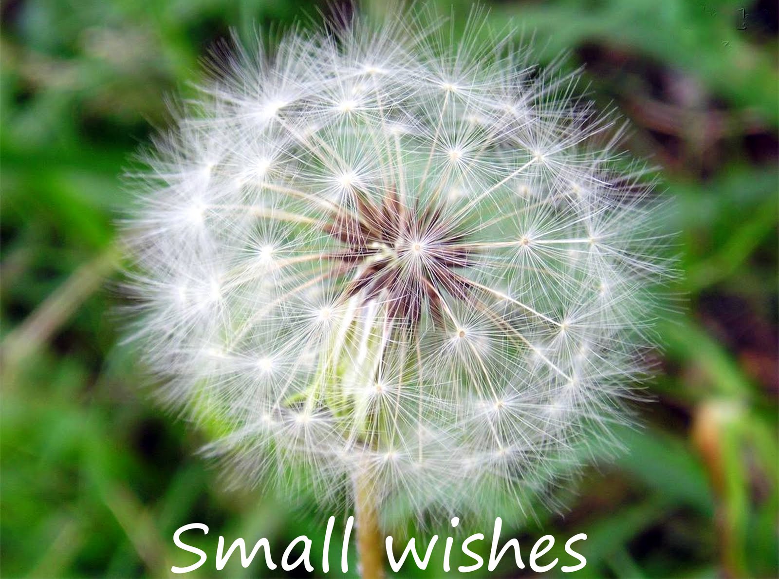 [small+wishes.jpg]