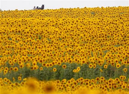 [sunflower+field.jpg]