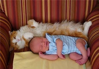 bebe-dormindo-gato-baby-sleep-cat