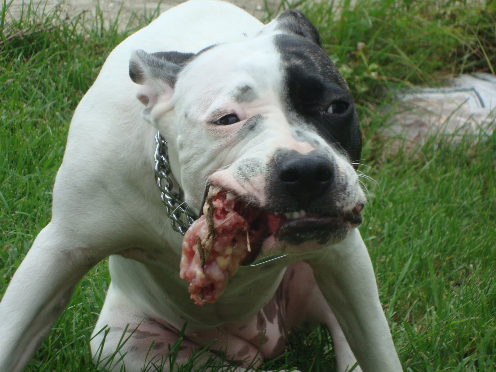 The life of a RAW fed Pit Bull